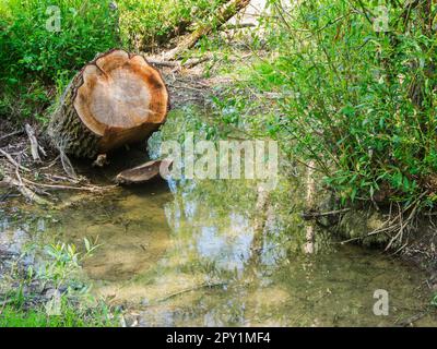 Landschaftsblick mit gekipptem und abgesägtem Baumstumpf und deutlich sichtbaren Wachstumsringen in einem Feuchtgebiet in Bayern. Stockfoto