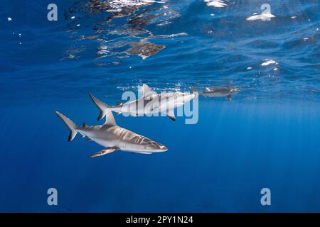 Juvenile graue Riffhaie, Carcharhinus amblyrhynchos, Mahaiula, North Kona, Hawaii (die große Insel), Vereinigte Staaten ( Mittlerer Nordpazifik) Stockfoto