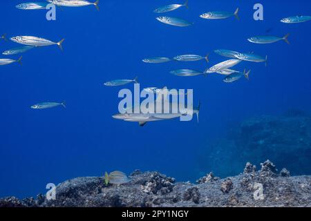 Juvenile graue Riffhaie, Carcharhinus amblyrhynchos und Opael- oder Makrelenrochen, Decapterus macarellus, Mahaiula, Nordkona, Hawaii (die große Insel) Stockfoto