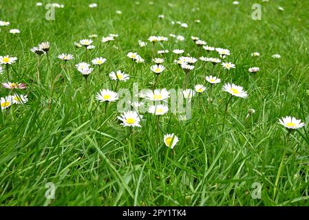 Gänseblümchen auf einer Wiese wächst Stockfoto