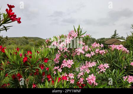 Wunderschöne kleine Oleander-Blumen. Ein giftiger immergrüner Strauß, der in warmen Ländern aufgrund seiner Anhäufung weißer, rosa oder roter Blumen weit verbreitet ist. Stockfoto