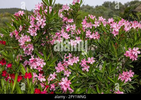 Wunderschöne kleine Oleander-Blumen. Ein giftiger immergrüner Strauß, der in warmen Ländern aufgrund seiner Anhäufung weißer, rosa oder roter Blumen weit verbreitet ist. Stockfoto