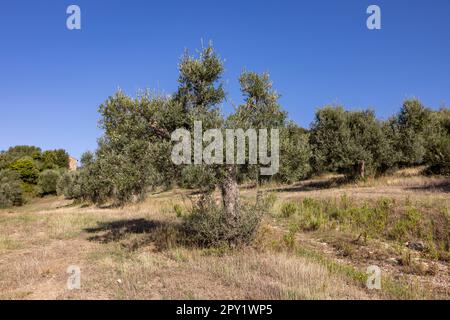 Alte Olivenhaine auf einem Hügel in Montemassi in der Provinz Grosseto. Toskana. Italien Stockfoto