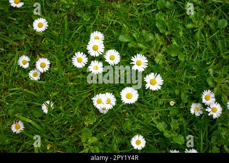Gänseblümchen auf einer Wiese wächst Stockfoto