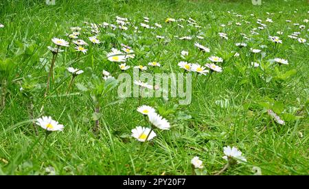 Gänseblümchen auf einer Wiese wächst Stockfoto