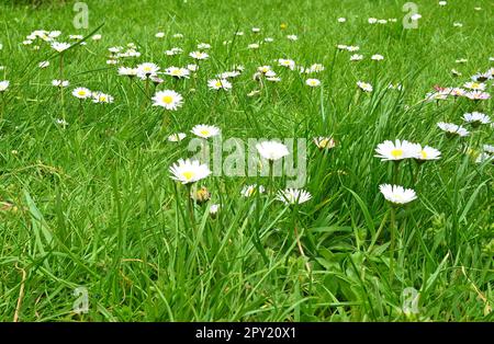 Gänseblümchen auf einer Wiese wächst Stockfoto