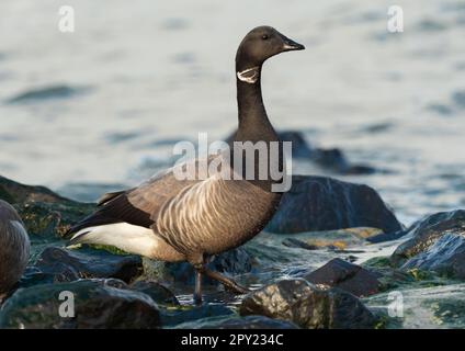 Wangerooge, Deutschland. 13. April 2023. 13.04.2023, Wangerooge. Eine Brantgans (Branta bernicla) steht in der Nordsee auf einer Groyne an der Küste der ostfriesischen Insel Wangerooge. Kredit: Wolfram Steinberg/dpa Kredit: Wolfram Steinberg/dpa/Alamy Live News Stockfoto