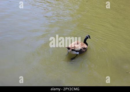 Erwachsene Kanadische Gans wanderten in den Mittleren Westen und schwimmend über das Wasser. Und man kann seine kleinen, gewebten Füße sehen! Aufgenommen im Frühjahr 2023 Stockfoto