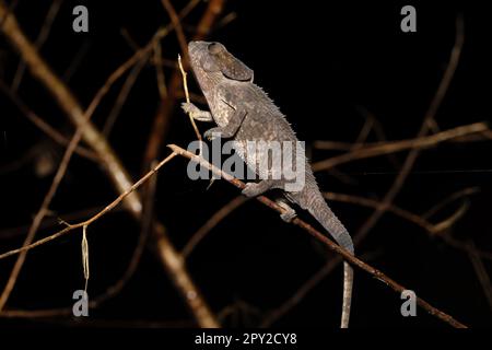 Männlich vom KurzhornChamäleon (Calumma brevicorne), endemisches Tier. Andasibe-Mantadia-Nationalpark, Madagaskar Tierwelt. Stockfoto