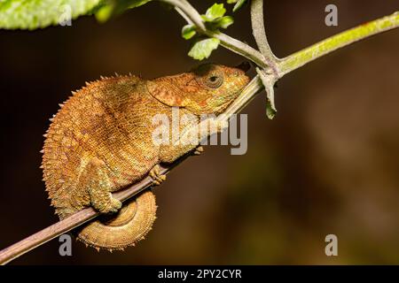 Calumma crypticum, allgemein bekannt als das kryptische Chamäleon oder blaubeinige Chamäleon, Art des endemischen Chamäleons, Reserve Peyrieras Madagaskar exotisch Stockfoto