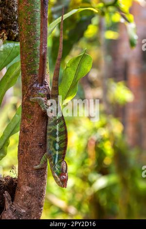 Panther chameleon (Furcifer pardalis), endemische Chamäleonarten, Reserve Peyrieras Madagaskar exotisch. Madagaskar Wildtier. Stockfoto
