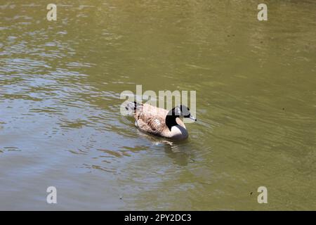 Erwachsene Kanadische Gans wanderten in den Mittleren Westen und schwimmend über das Wasser. Und man kann seine kleinen, gewebten Füße sehen! Aufgenommen im Frühjahr 2023 Stockfoto