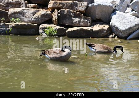 Zwei Erwachsene Kanadische Gänse waten + schwimmen auf dem Wasser im Mittleren Westen. Sie halten oft zusammen und paaren sich fürs Leben. Wunderschöne Turteltäubchen. Stockfoto