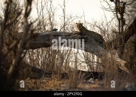 Der Leopard liegt auf einem toten Stamm im Gebüsch Stockfoto