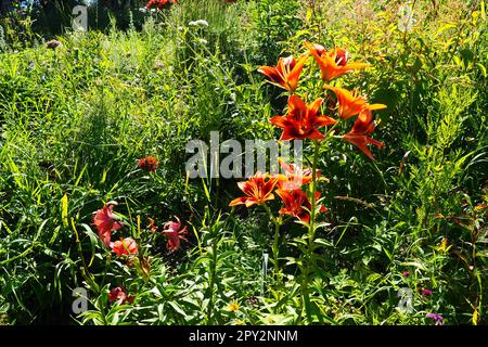 Hemerocallis aurantiaca ist eine Gattung von Pflanzen der Familie Lilaynikov Asphodelaceae. Wunderschöne orangefarbene Lilienblüten mit sechs Blütenblättern. Langes, dünnes, grünes Le Stockfoto