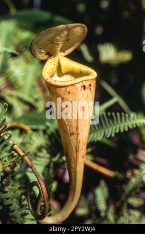 Madagaskar Kannenpflanze (Nepenthes madagascariensis), Fort-dauphin, Anosy, Madagaskar, Afrika Stockfoto