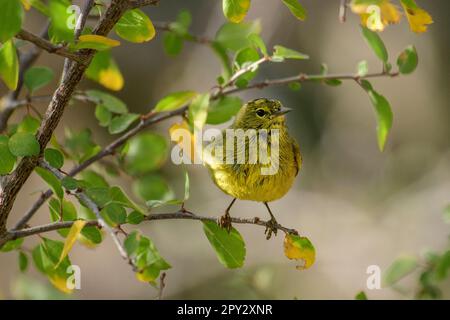 Mexiko, Baja California, Vermivora celata, Orangenkronenwarbler Stockfoto