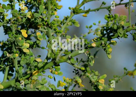 Mexiko, Baja California, Sur, El Sargento, Rancho Sur, Blue Palo Verde, Parkinsonia florida Stockfoto