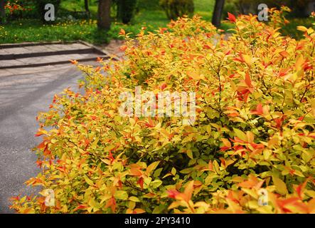 Japanische Spiraea Goldflame Firelight, Spiraea japonica, die japanische Wiesensüße ist ein Strauch mit bunten Blättern im Frühling. Im Hintergrund befindet sich ein RE Stockfoto