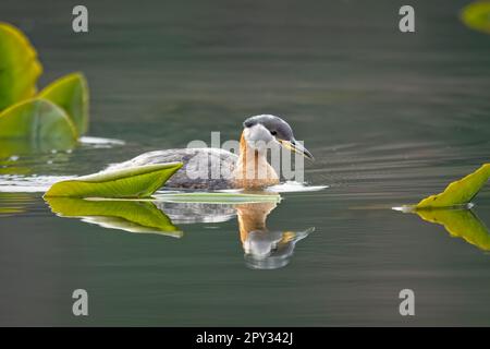Ein hübsches Rothalsgräbchen schwimmt zwischen den Lilienmuscheln am Fernan Lake in Coeur d'Alene, Idaho. Stockfoto