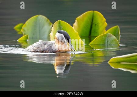 Ein hübscher Rothalsgräbchen sucht nach Essen unter den Lilienmuscheln am Fernan Lake in Coeur d'Alene, Idaho. Stockfoto