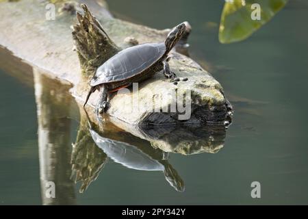 Eine amerikanische bemalte Schildkröte spiegelt sich in ruhigem Wasser, während sie sich auf einem Baumstamm in einem See im Norden Idahos sonnt. Stockfoto