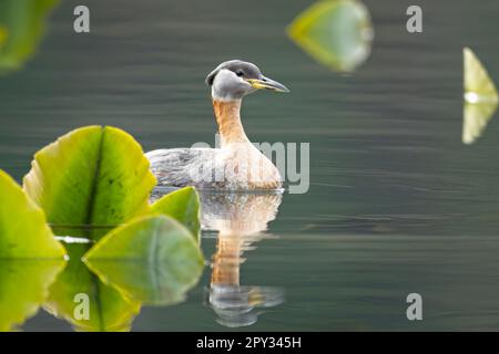 Ein hübsches Rothalsgräbchen schwimmt zwischen den Lilienmuscheln am Fernan Lake in Coeur d'Alene, Idaho. Stockfoto