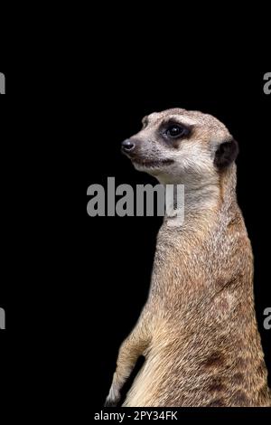 Erdmännchen auf schwarzem Hintergrund - Porträt Stockfoto