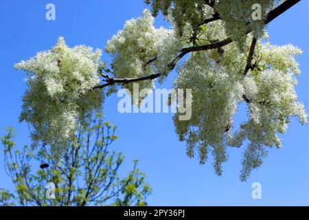 Fraxinus ornus, die Mannaasche oder südeuropäische Blütenasche Stockfoto