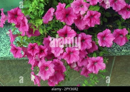 petunia surfinia heißes Pink Stockfoto