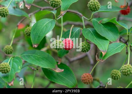 Reife und unreife Früchte und Blätter von Cornus kousa. Stockfoto