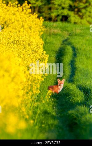 Fuchs, wild, einheimisch, legendäres britisches Säugetier. Nahaufnahme eines jungen Fuchses im glitzernden grünen Gras im Sommer. Schöne gelbe Augen. Wissenschaftlich Stockfoto