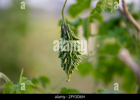 Bitterrippe oder Corolla rohes gesundes Gemüse hängt auf dem Gartenbaum mit dem verschwommenen Hintergrund Stockfoto