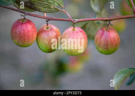 Rote Jujube-Früchte oder Apfel kul Boroi auf einem Baum in faridpur, Bangladesch Stockfoto