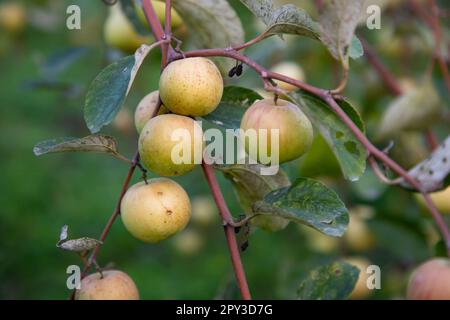 Rote Jujube-Früchte oder Apfel kul Boroi auf den Zweigen eines Baumes im Garten. Stockfoto