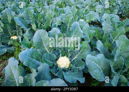 Frischer Blumenkohl das rohe Gemüse wächst in organischem Boden im Garten. Ökologischer Anbau frischer Blumenkohlpflanzen Stockfoto