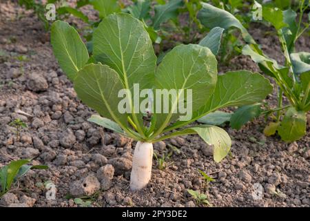 Weißer Rettich wächst auf dem Feld mit grünen Blättern Stockfoto