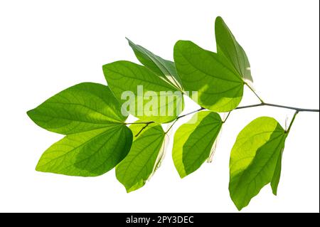 Bauhinia purpurea, grüne Purpurea-Blätter auf weißem Hintergrund, isolieren Stockfoto