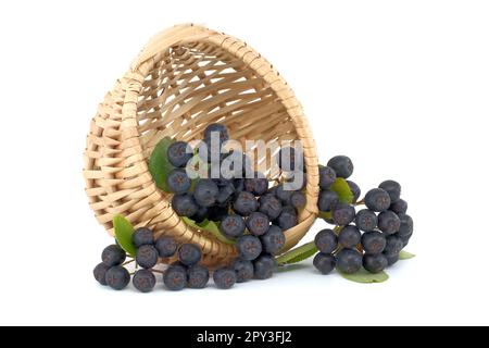 Aronia melanocarpa, genannt die schwarze Apfelbeere isoliert auf weißem Hintergrund Stockfoto