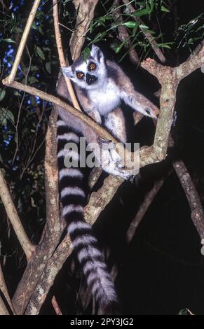 Ring-Tailed Lemur (Lemur catta), berenty Private Reserve, Anosy, Madagaskar Stockfoto