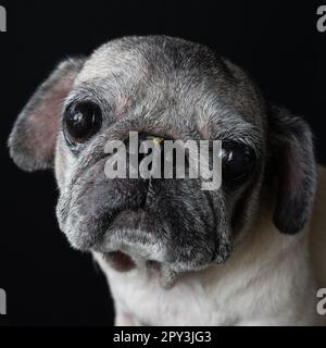 Pugs sind das süßeste Haustier, das man besitzen kann. Super niedlich mit dem traurigen Look! Stockfoto