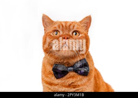 Nahporträt einer süßen roten Katze mit Schleife auf weißem Hintergrund Stockfoto