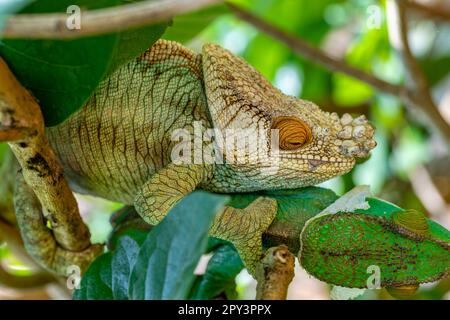 Parson Chamäleon (Calumma parsonii) ist eine große endemische Chamäleonart in der Familie Chamaeleonidae, männlich, die auf Bäume klettern. Reservieren Sie Peyrieras M. Stockfoto