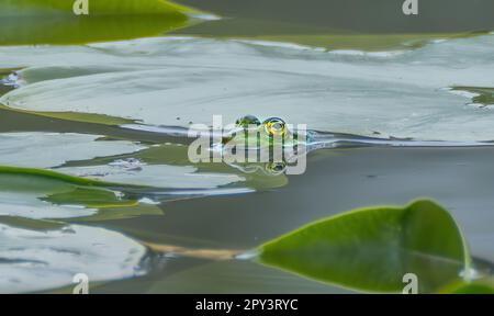 Sumpffrosch (Pelophylax ridibundus), im Naturlebensraum, Tschechische Republik. Wildtiere aus der Natur, grüne Tiere im Wasser. Schöner Frosch im Wasser in der Nähe Stockfoto