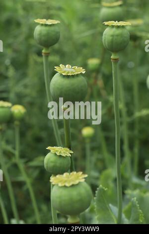 Grüne Mohnköpfe wachsen auf dem Feld, Nahaufnahme Stockfoto