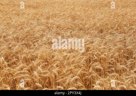 Wunderschöner Blick auf das landwirtschaftliche Feld mit reifen Weizenspitzen Stockfoto