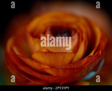 Orangefarbener Ranunculus auf schwarzem Hintergrund Stockfoto