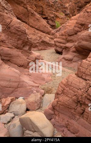 Crack Trail, Sara Park, Lake Havasu City, Arizona Stockfoto