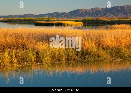 Goose Lake, Havasu National Wildlife Refuge, Arizona Stockfoto