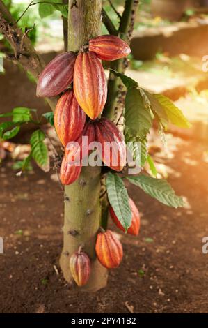 Sauberer orangefarbener, brauner Kakao, der aus nächster Nähe am Bauernbaum hängt Stockfoto